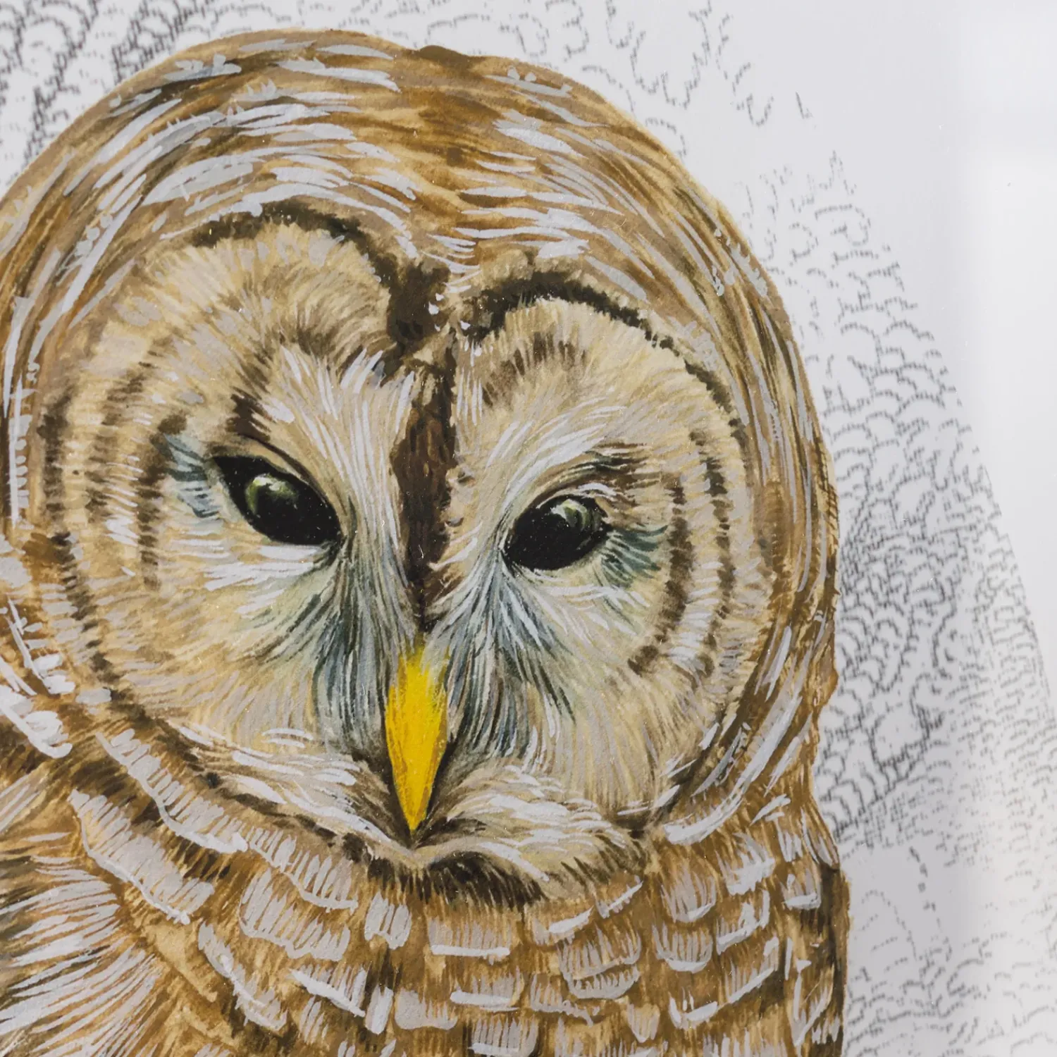 Plow & Hearth Wall Art>Barred Owl I Framed Wall Art Painting