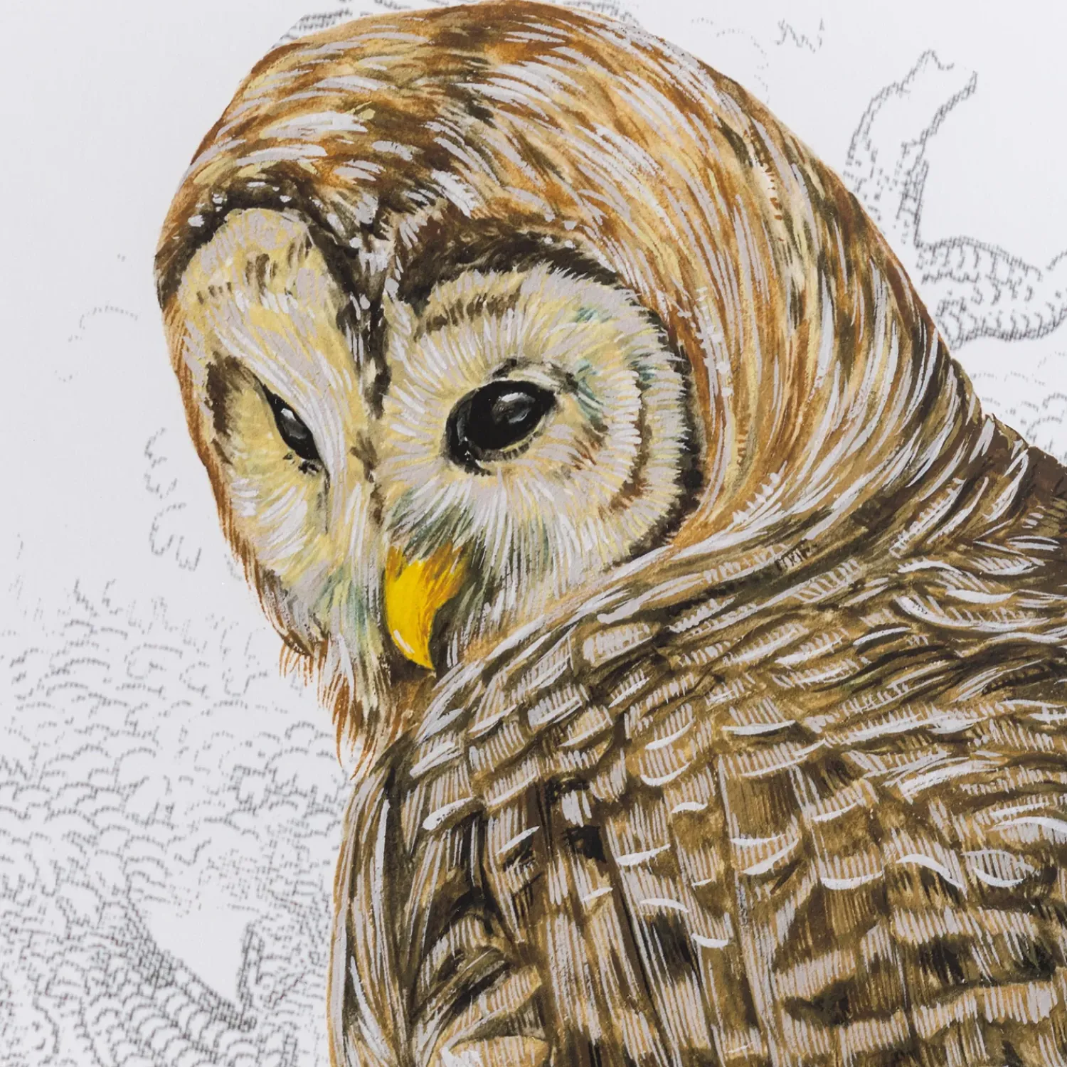 Plow & Hearth Wall Art>Barred Owl II Framed Wall Art Painting