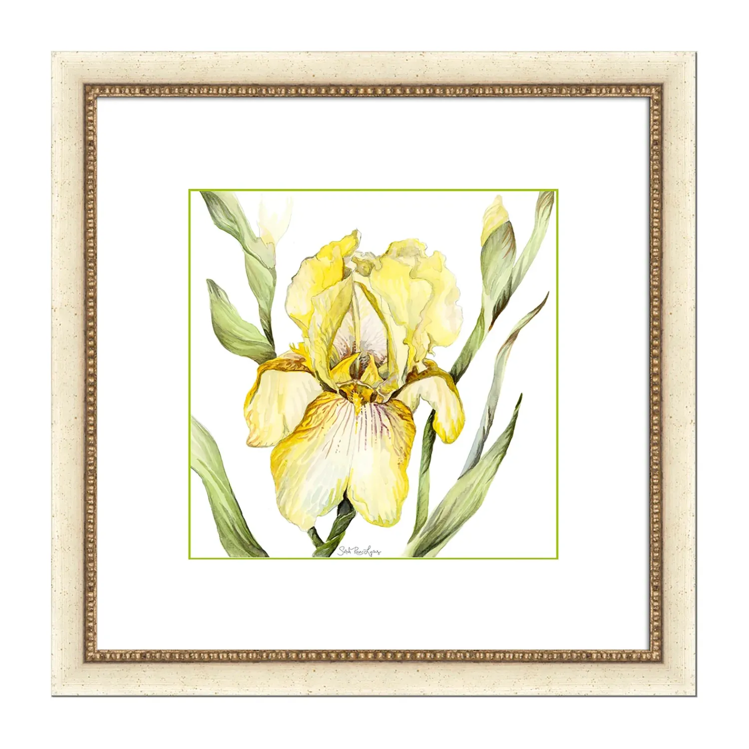 Plow & Hearth Wall Art>Bearded Iris Framed Wall Art Painting