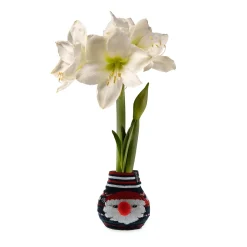 Plow & Hearth Bulb Gardens & Florals>Character Sweater Self-Contained Amaryllis Flower Bulb
