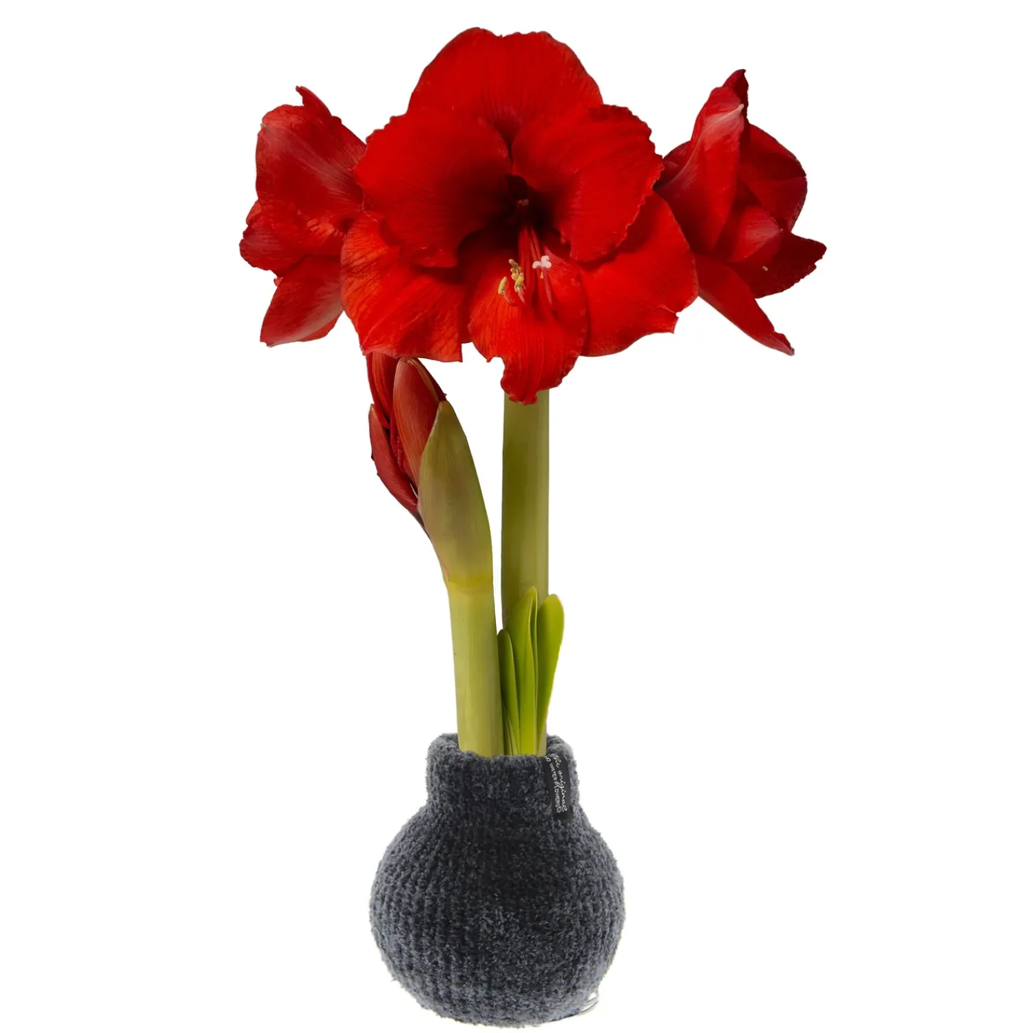 Plow & Hearth Bulb Gardens & Florals>Chenille Sweater Self-Contained Waxed Amaryllis Flower Bulb