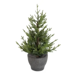 Plow & Hearth Lighted Trees & Garlands>Indoor/Outdoor Roanoke Spruce Potted Tree with Warm White LEDs
