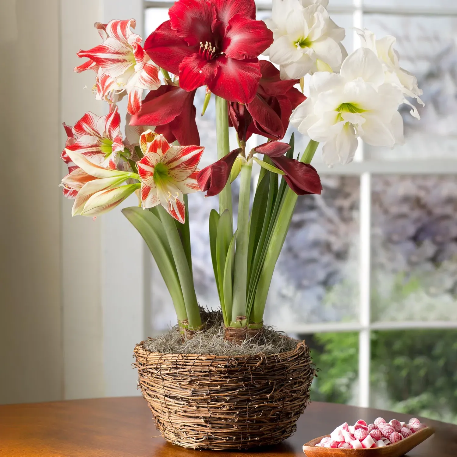 Plow & Hearth Bulb Gardens & Florals>Large Amaryllis Trio Bulb Garden