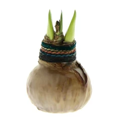 Plow & Hearth Bulb Gardens & Florals>Naturalz Waxed Self-Contained Amaryllis Flower Bulb