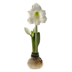 Plow & Hearth Bulb Gardens & Florals><noscript><img width=