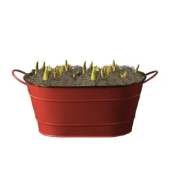 Plow & Hearth Bulb Gardens & Florals>Paperwhites Dutch Flower Bulb Holiday Gift Garden
