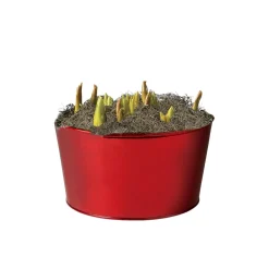 Plow & Hearth Bulb Gardens & Florals>Red & White Dutch Flower Bulb Holiday Gift Garden