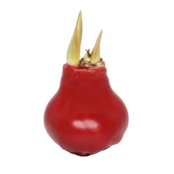 Plow & Hearth Bulb Gardens & Florals>Waxz Solid Color Self-Contained Amaryllis Flower Bulb Red