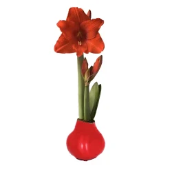 Plow & Hearth Bulb Gardens & Florals><noscript><img width=